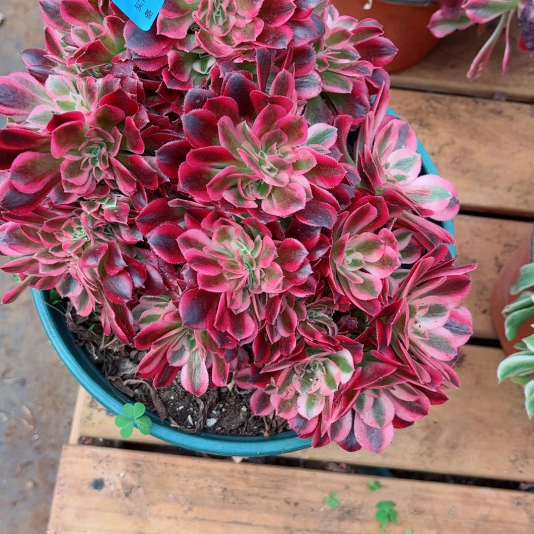 多肉植物488红袖