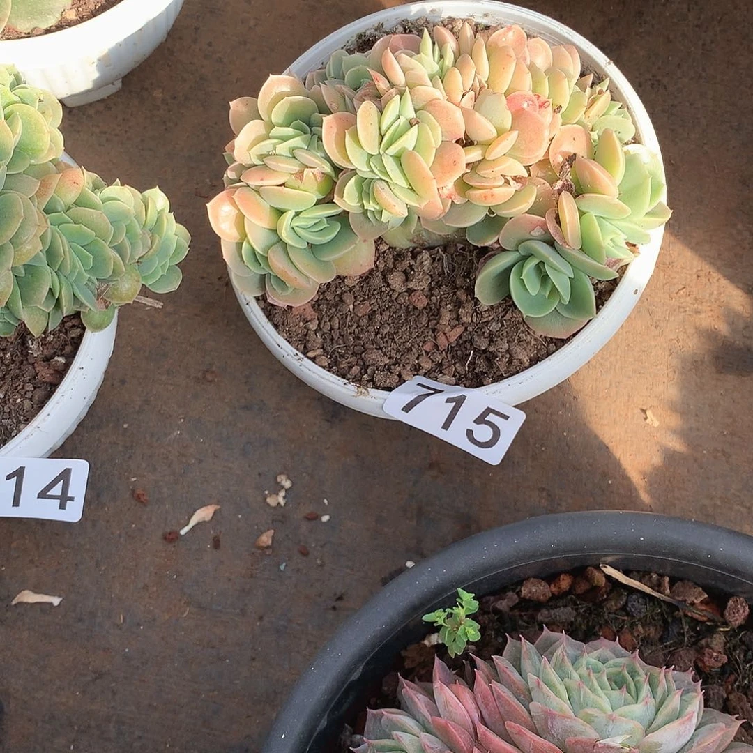 715星纳塔 一物一拍多肉