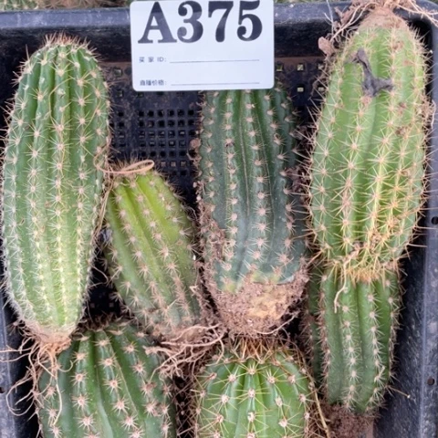 当前无花栽培后可以开花A375