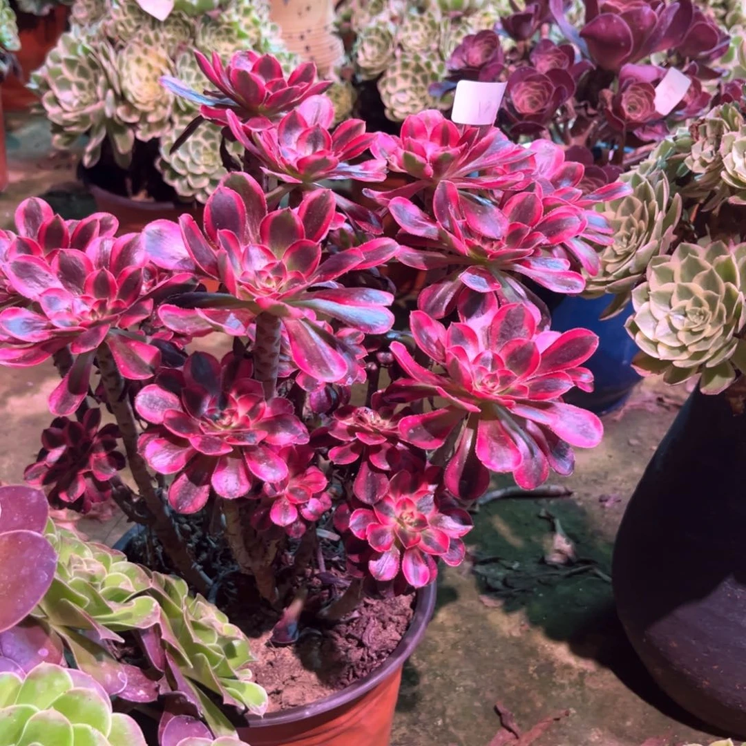 多肉植物丽娜00185
