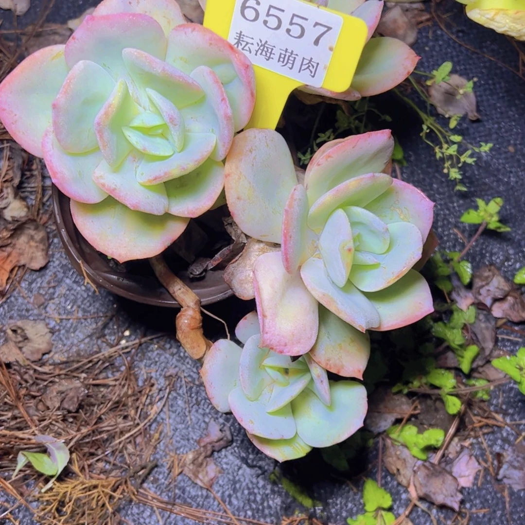 沿***~白凤6557多肉植物有伤有砍