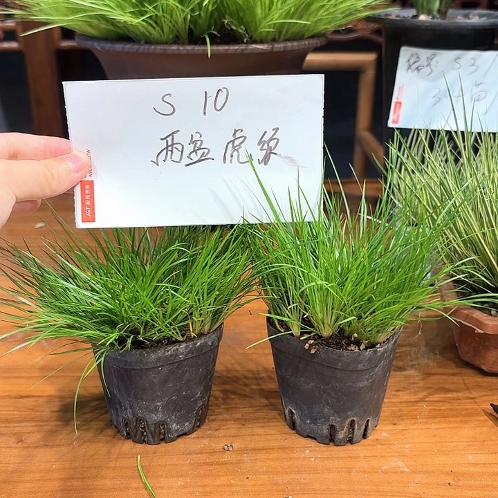 完全开放花卉种植