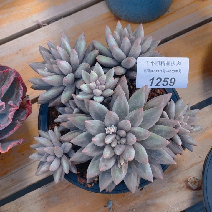 谢谢你的支持000001259