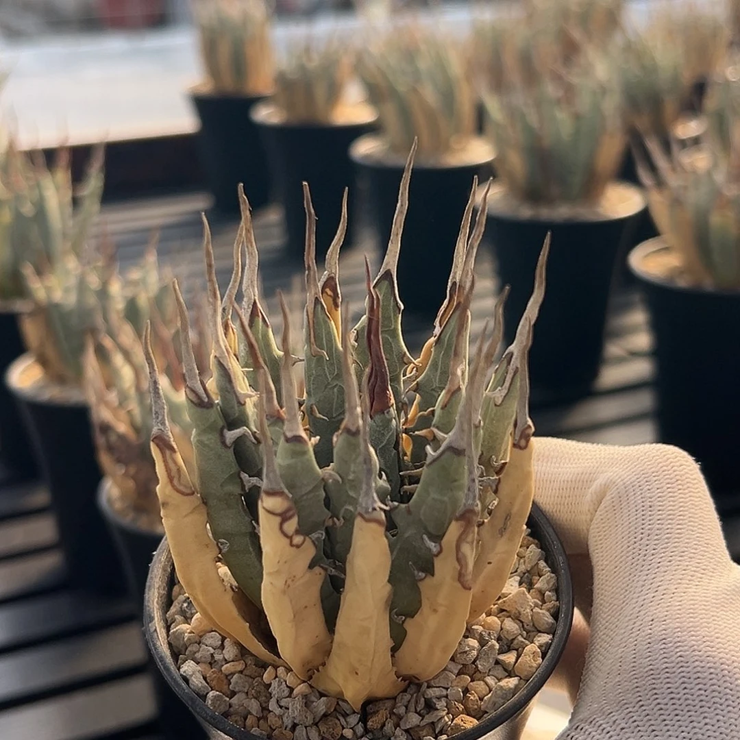 无花朵妖炎熟桩带盆 8折价