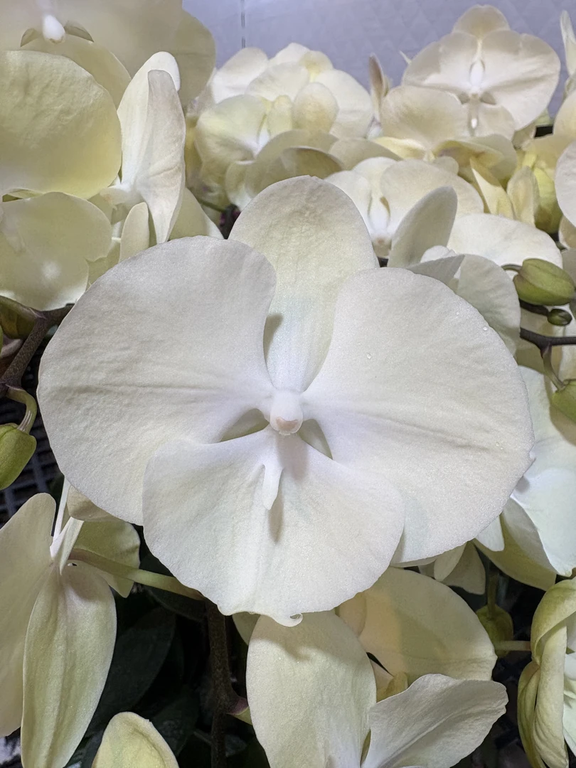 蝴蝶兰【浅月】中大花型 清新舒适 带花发货 室内花卉
