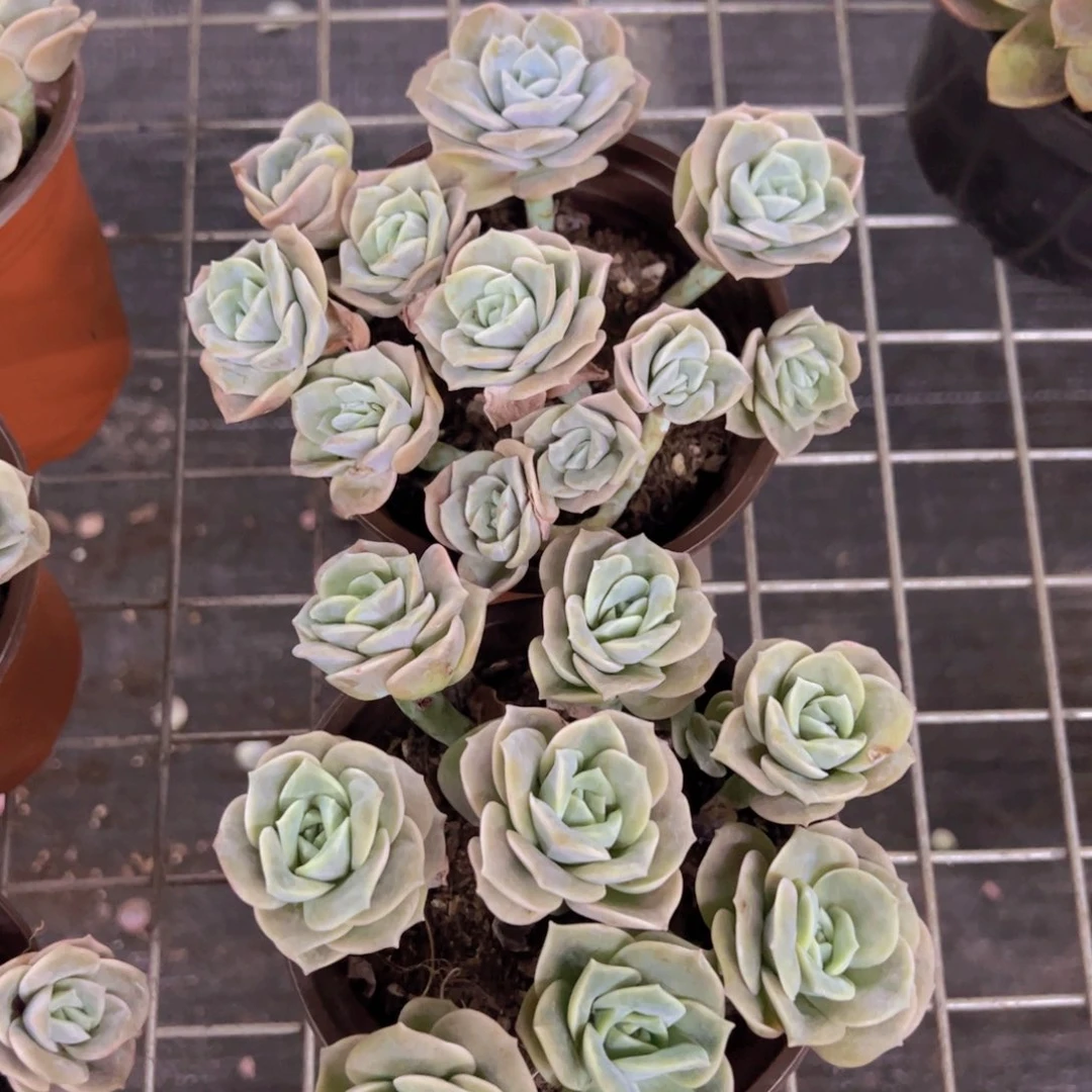 可爱玫瑰散装带盆土两盆