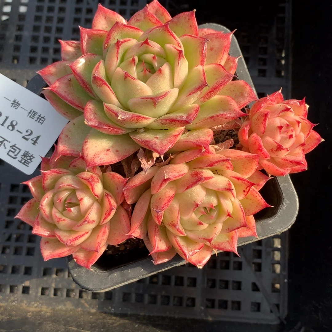 1218-24 套餐一颗