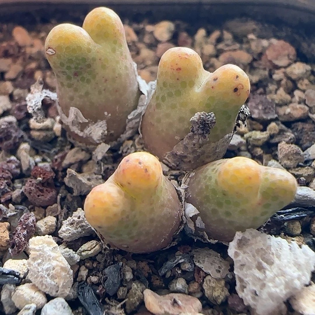 璇*28包邮脱土发货26335