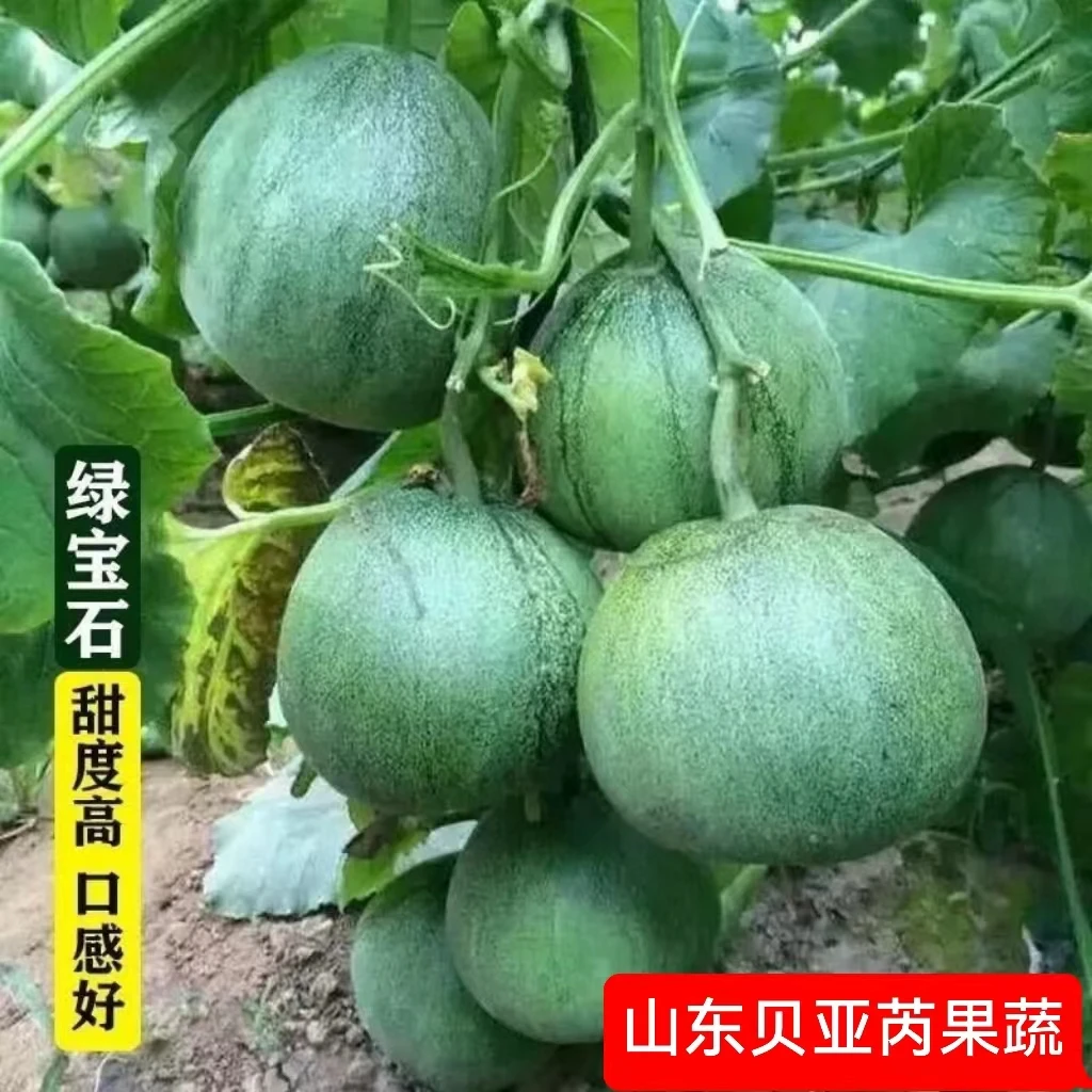 【巧云优选】山东绿宝石甜瓜现摘现发头茬脆甜多汁新鲜当季水果