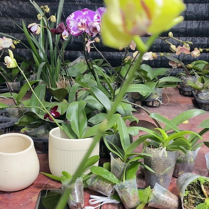 当前无花栽培后可以开花绿如意变异