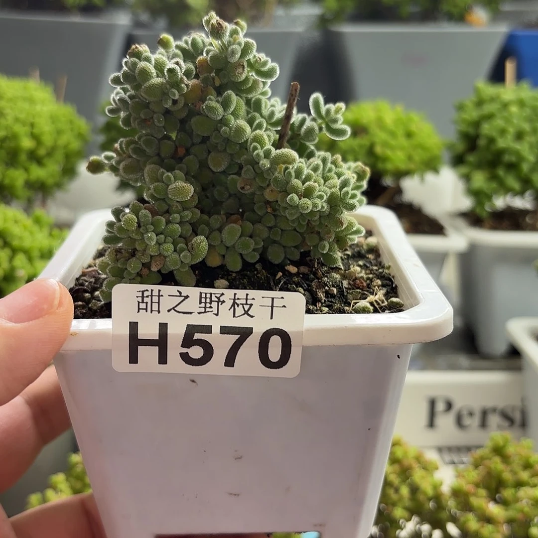 L***q冰钻枝干番杏570。