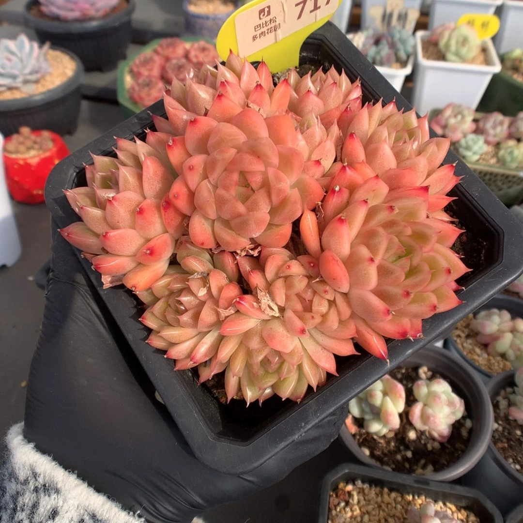 717 火烈鸟麦杆多肉不包整