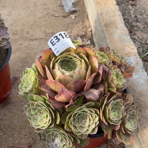 多肉植物花月夜链接