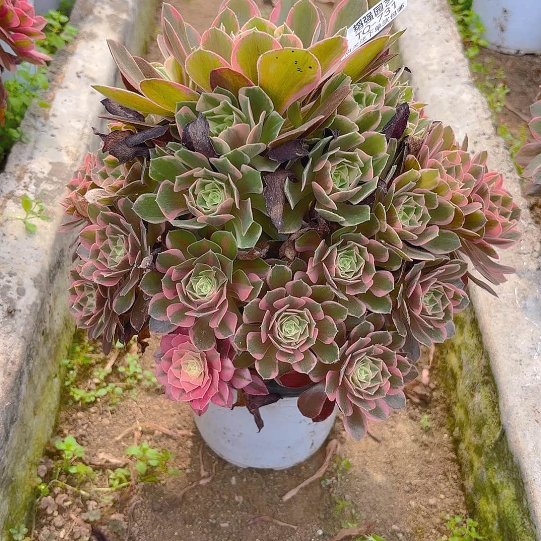 女妖多肉植物五号731