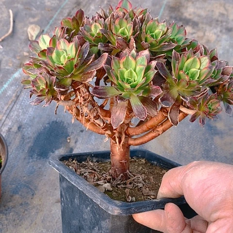 娟****?205安娜多肉植物