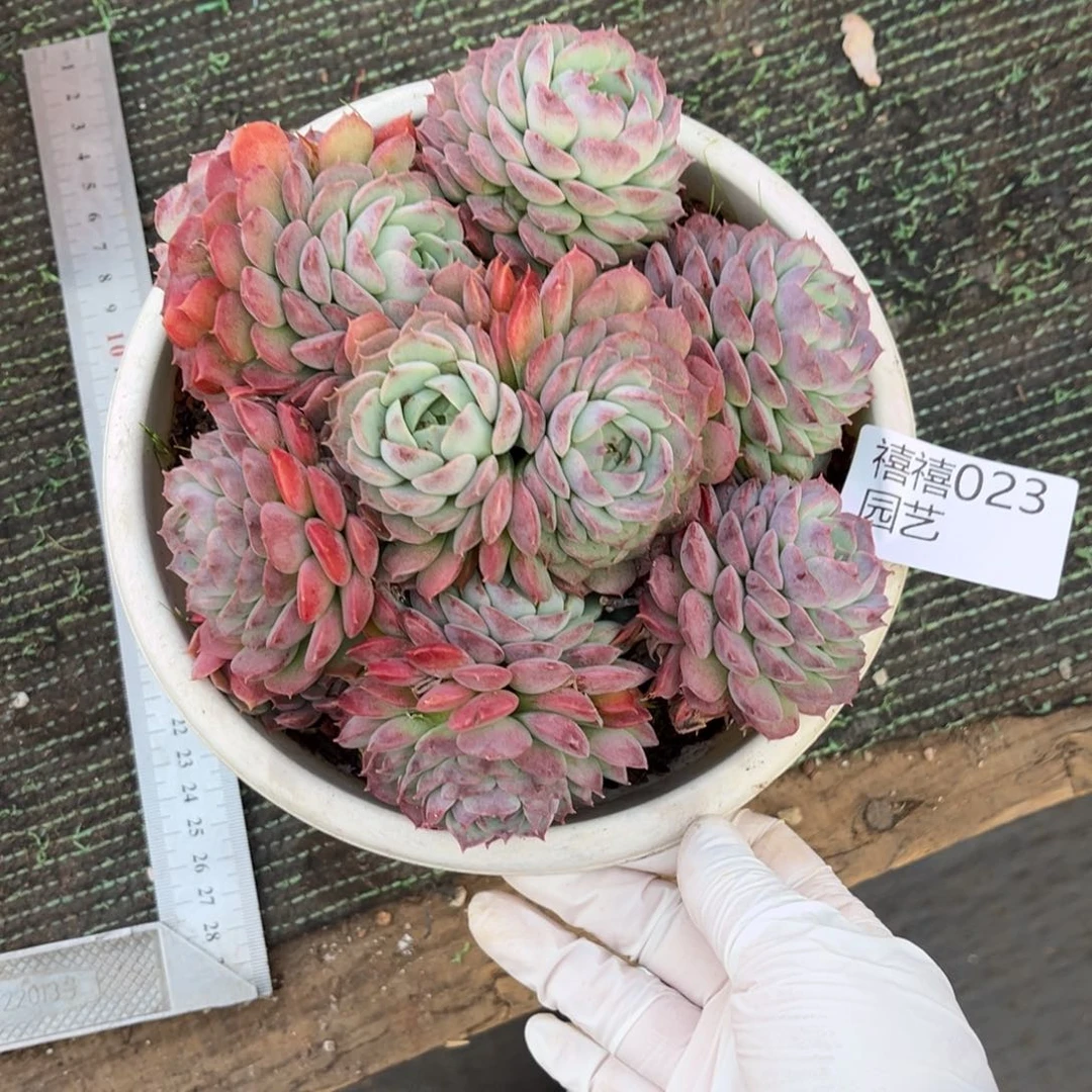 023朱砂痣群多肉植物～