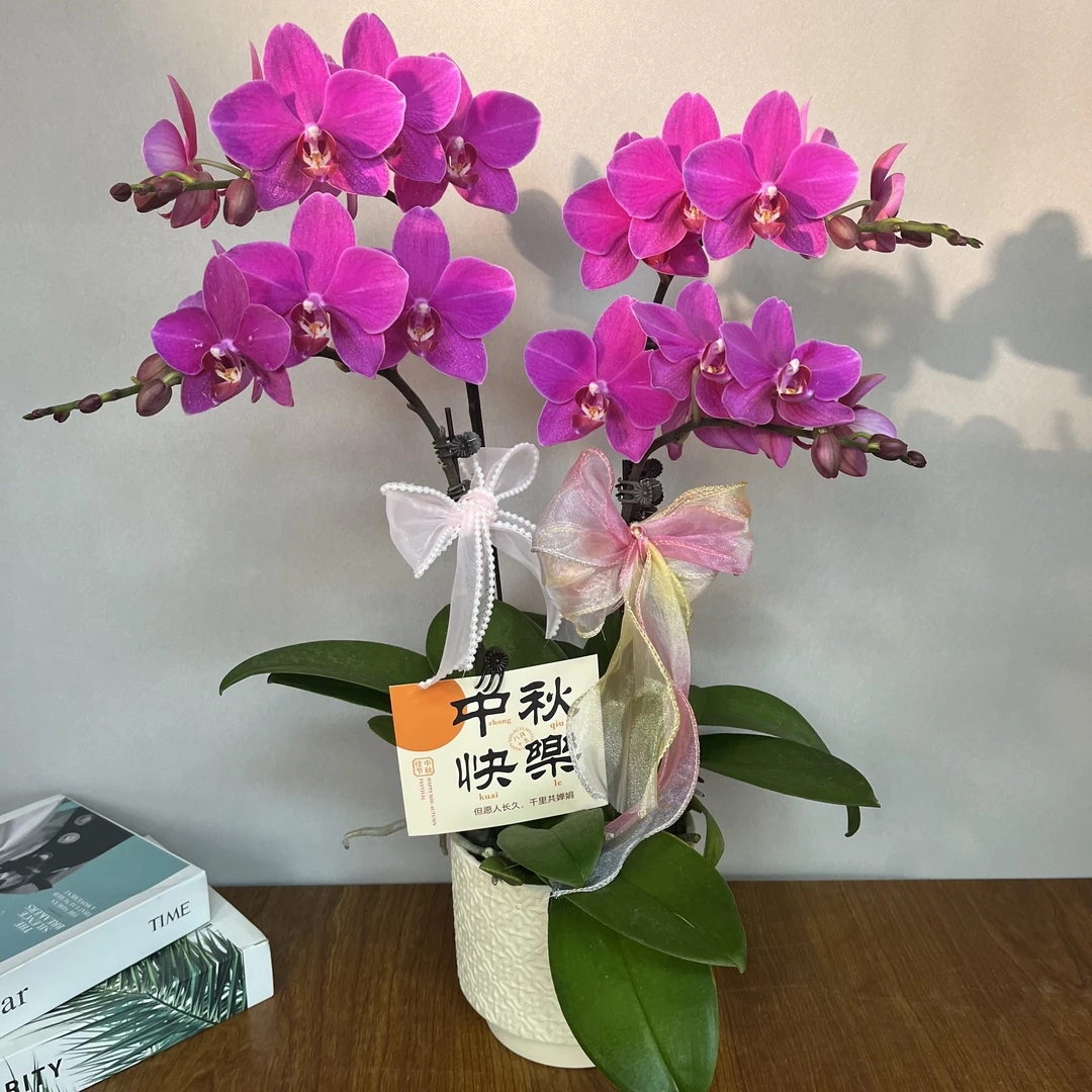 （福星高照1）高货经典品种好养耐养蝴蝶兰鲜花室内送礼高端花卉
