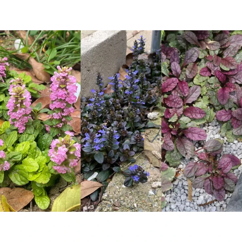 [花开有时]筋骨草三个品种多年生耐寒耐热耐旱阳台盆栽地栽植物