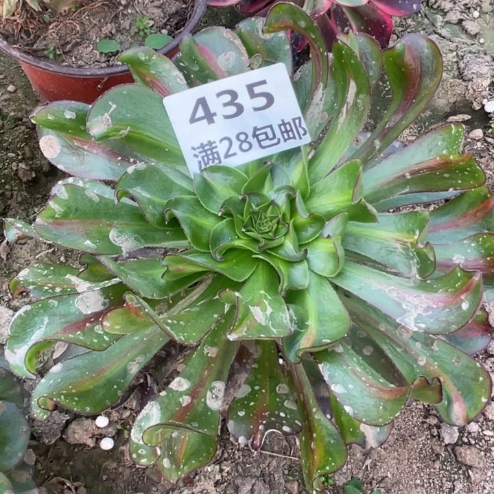 435三号棚巫毒中班多肉