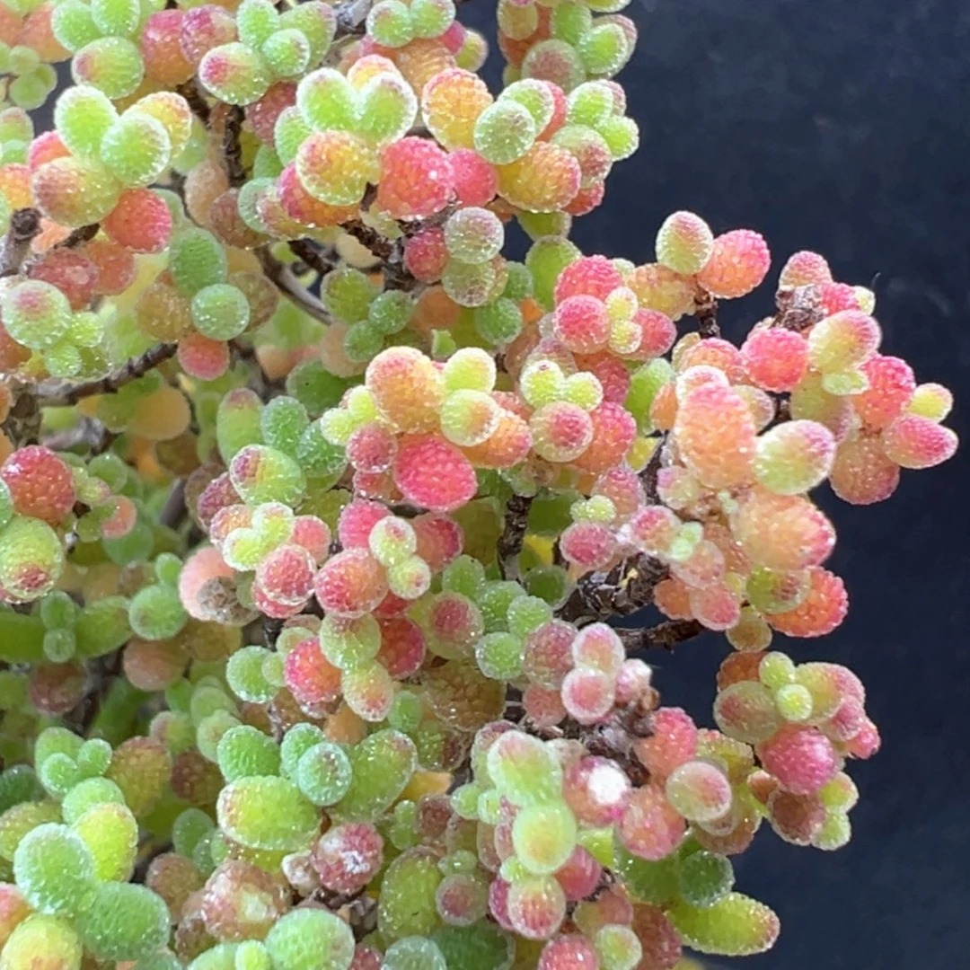 【闪购商品】dy6364精控蜜橘糖球冠幅5.5cm