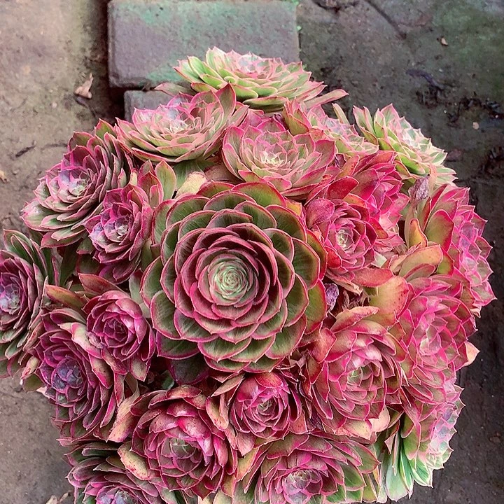 莲花座啊多肉植物啊