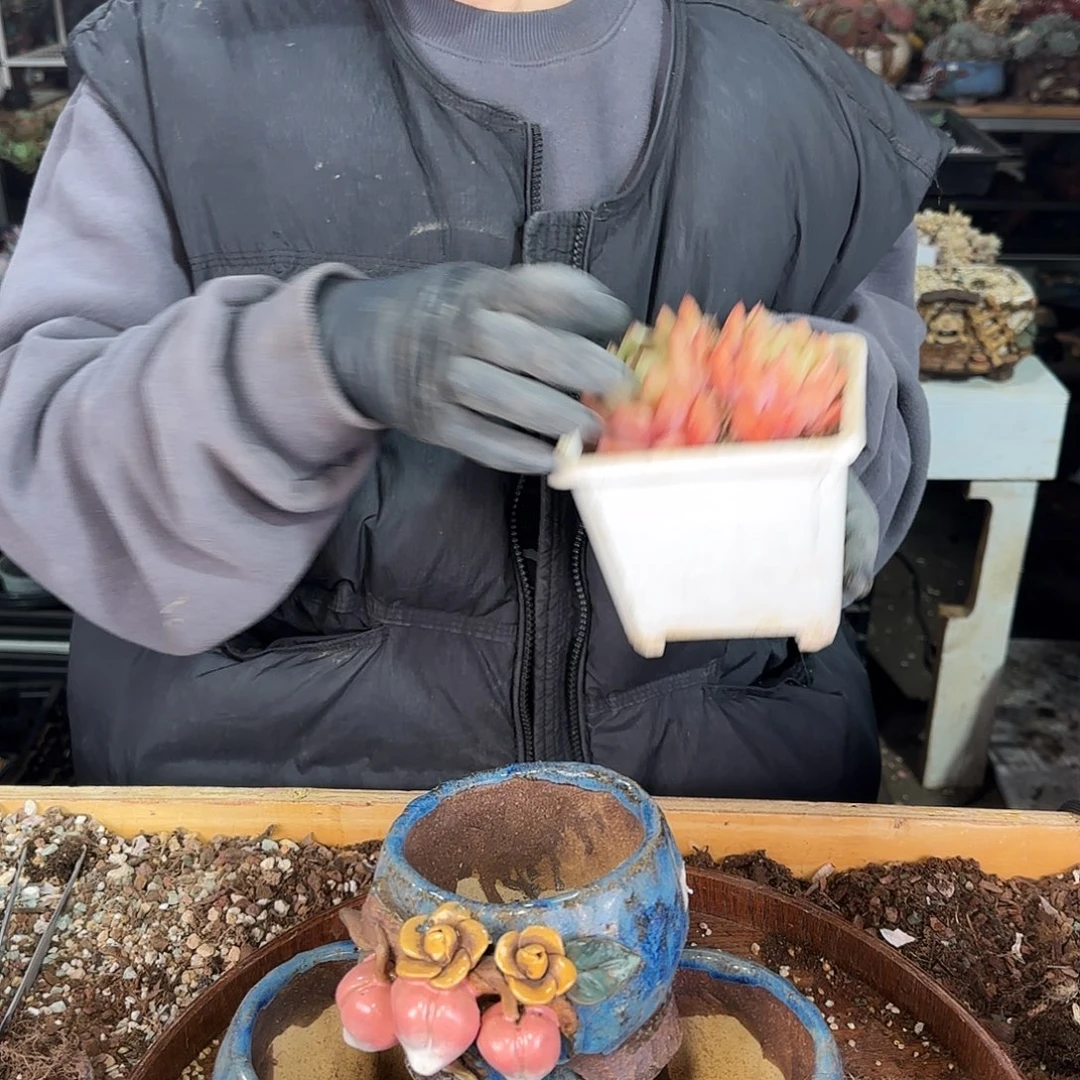 132号盆3个75           盆