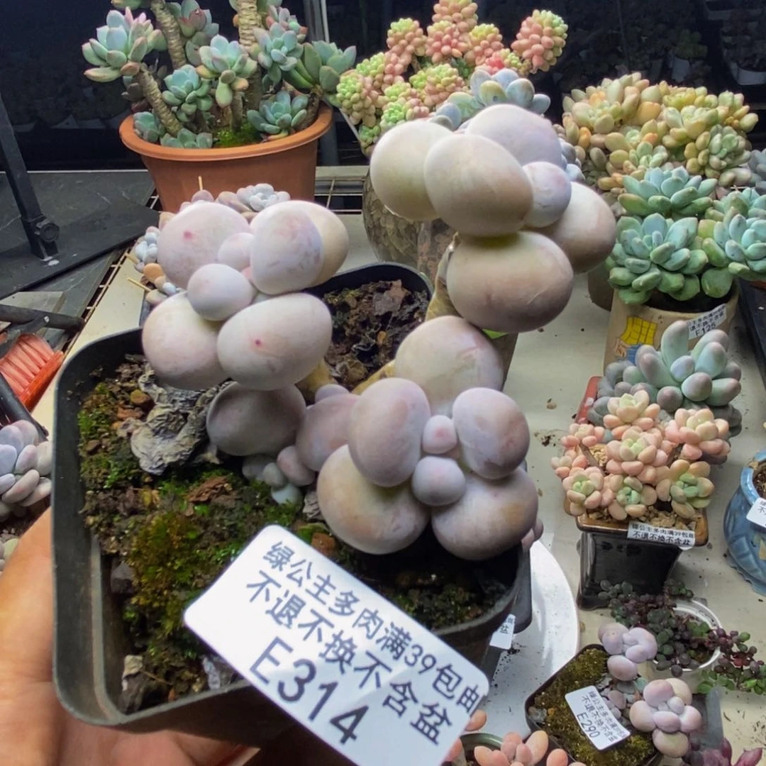 314芭比奶多肉6cm