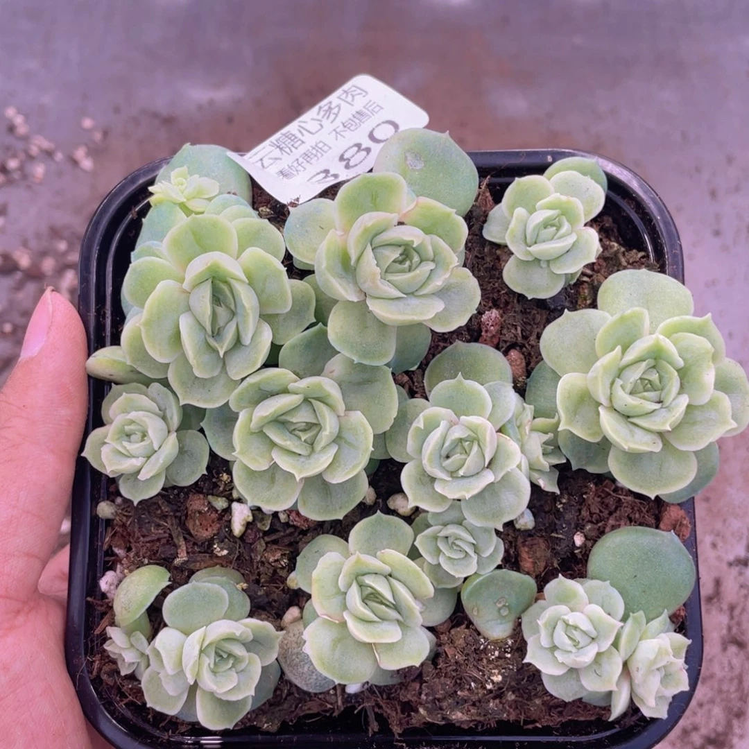 云糖心多肉植物380