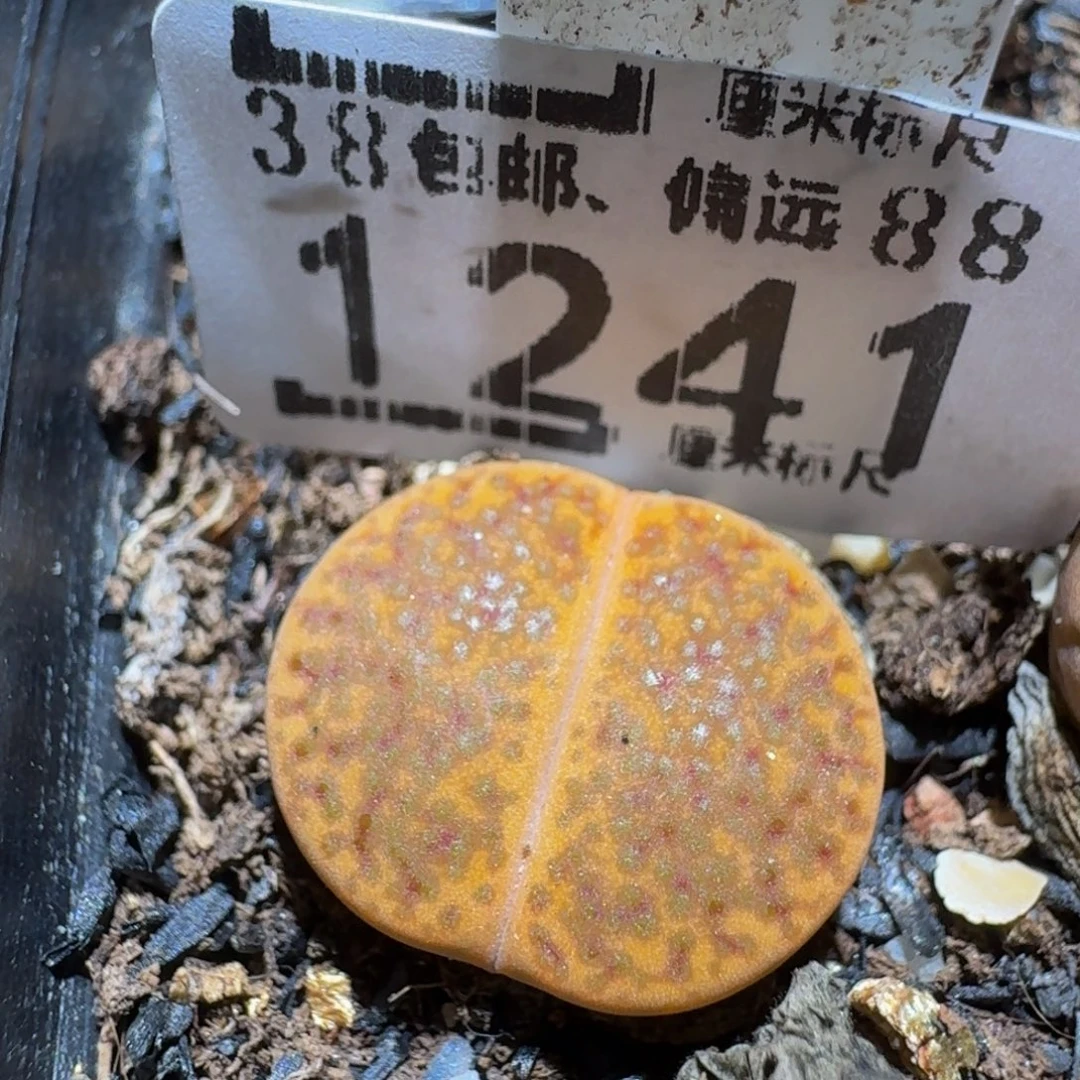 zzzz精品生石花1241