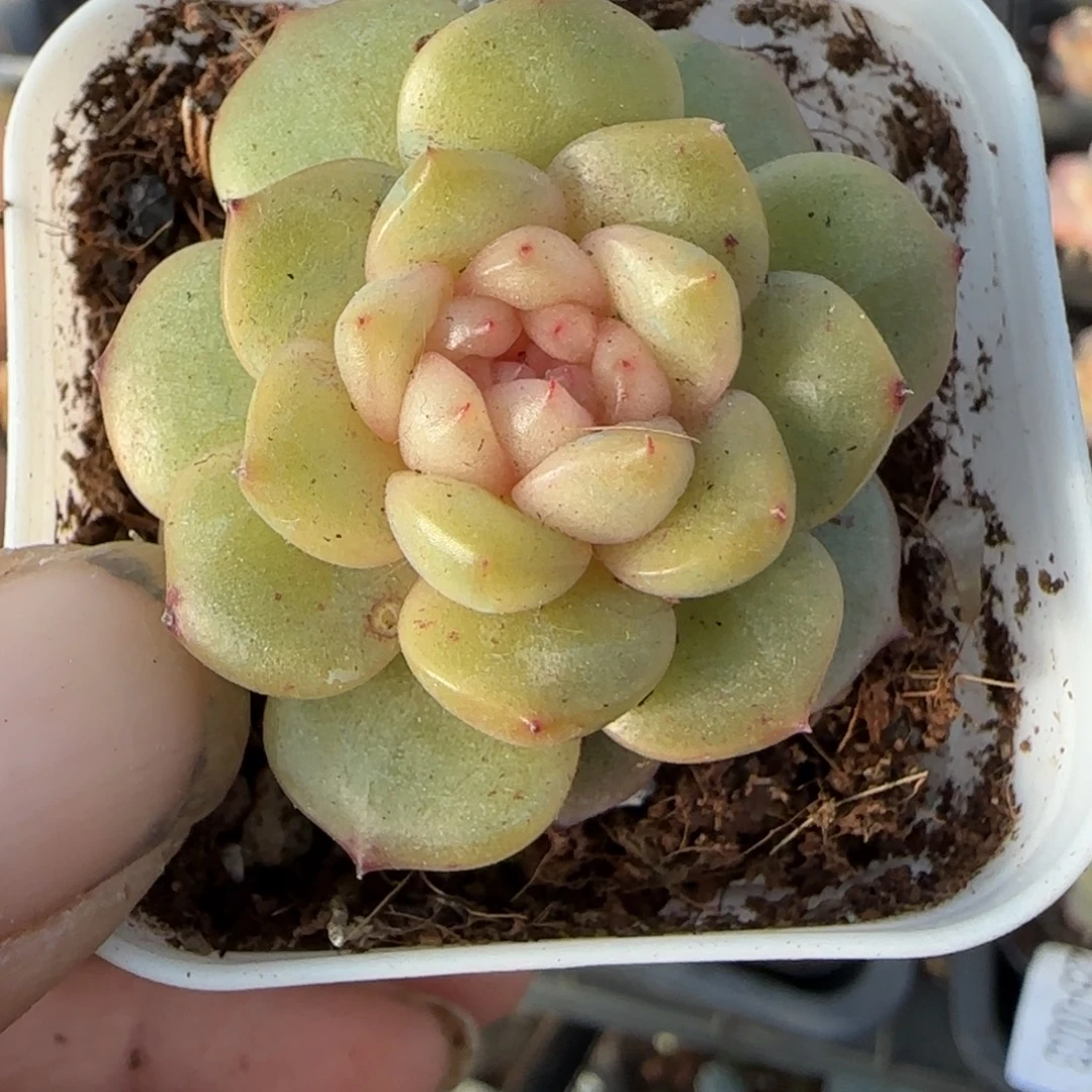 小卡拉米糖心一物一拍