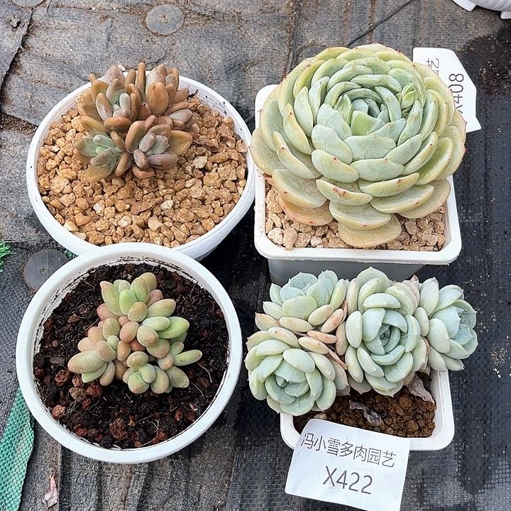 我是你的小可爱啊我的小可爱我的