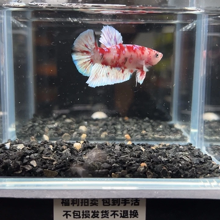 斗鱼一单包邮13日131