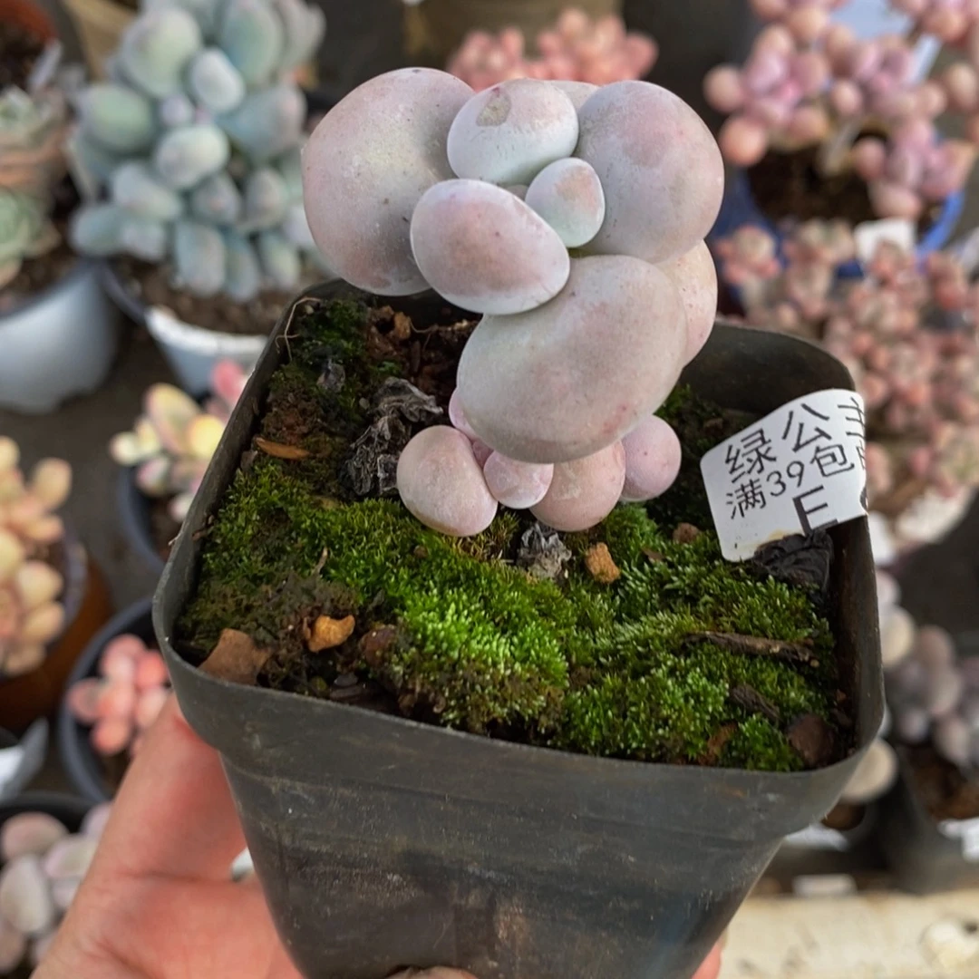 637芭比奶酪3cm多肉
