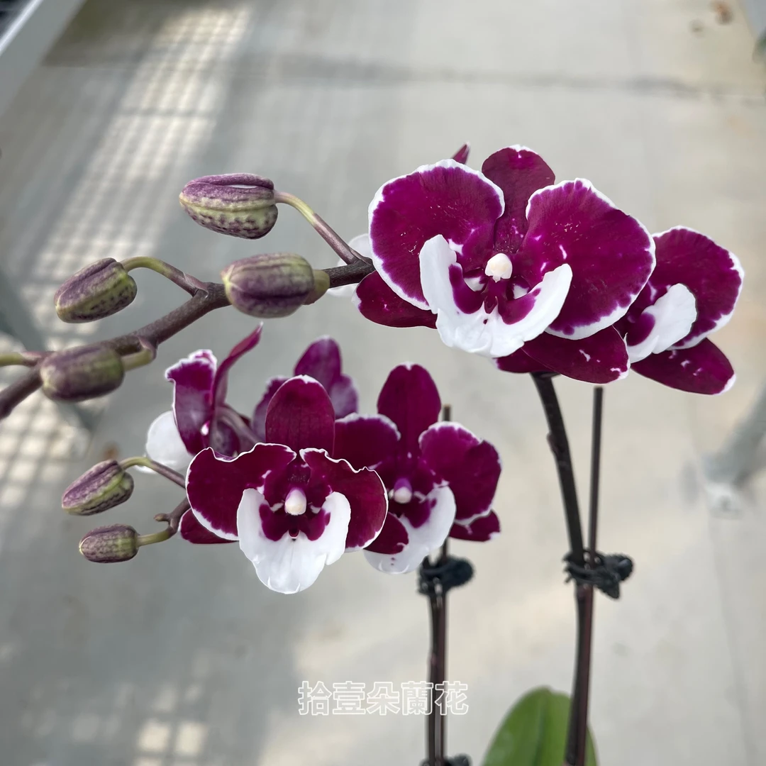 蝴蝶兰【圣诞老人】3寸开花株