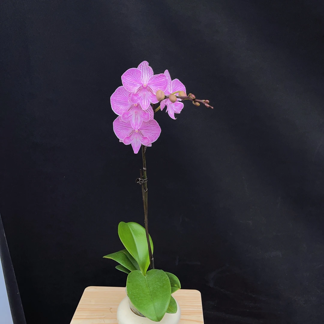 森境【情丝】蝴蝶兰（全花状态）