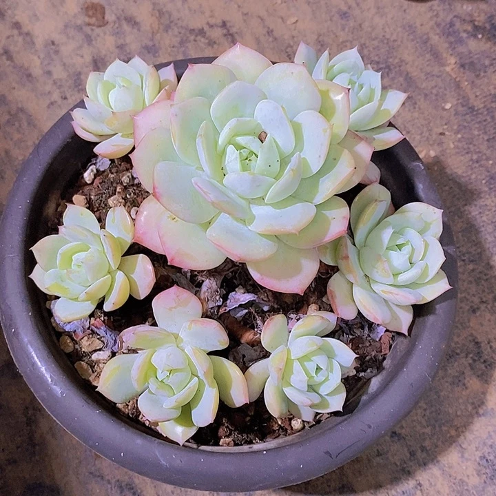 相****恋曲多肉植物老桩