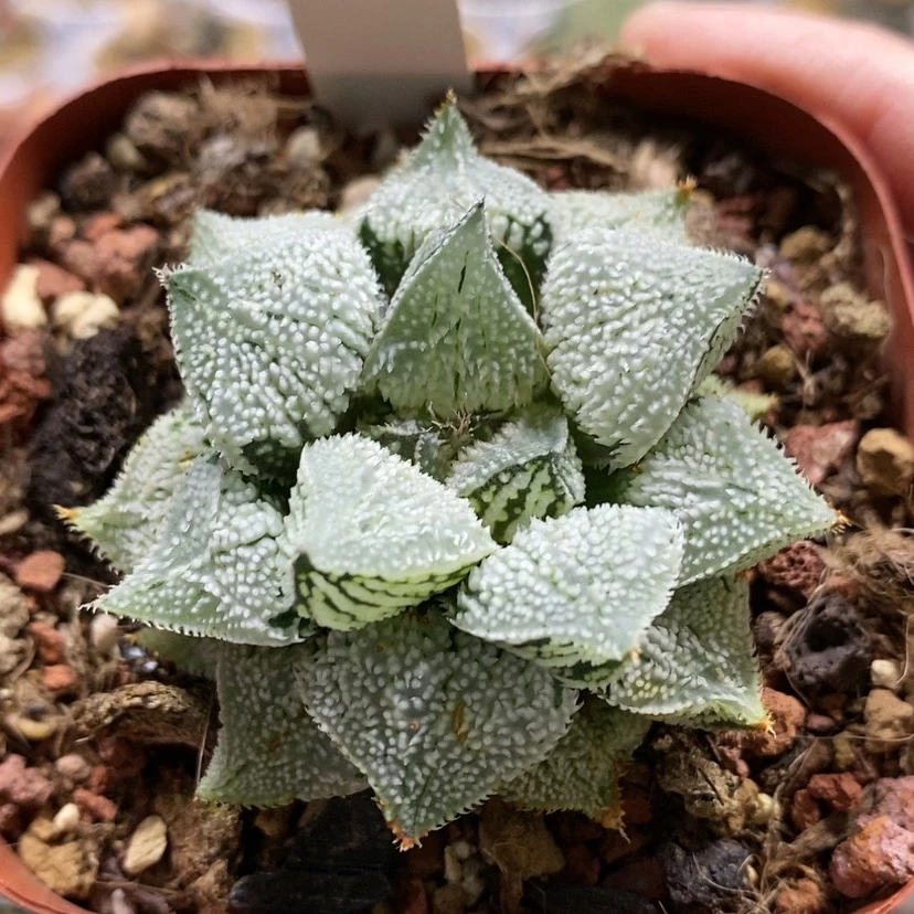 【闪购商品】31天使寿