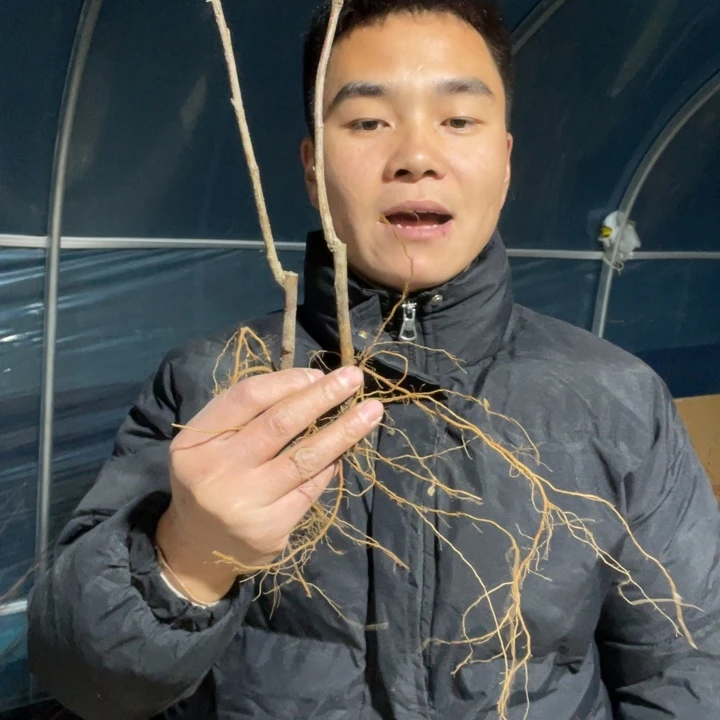 复色东洋锦海棠花一颗苗