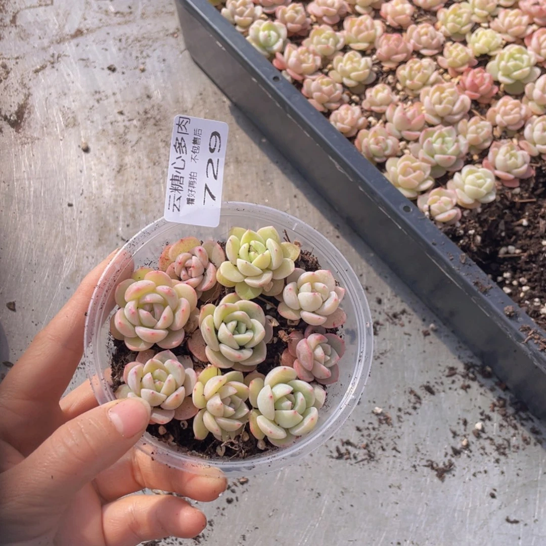 云糖心多肉植物729