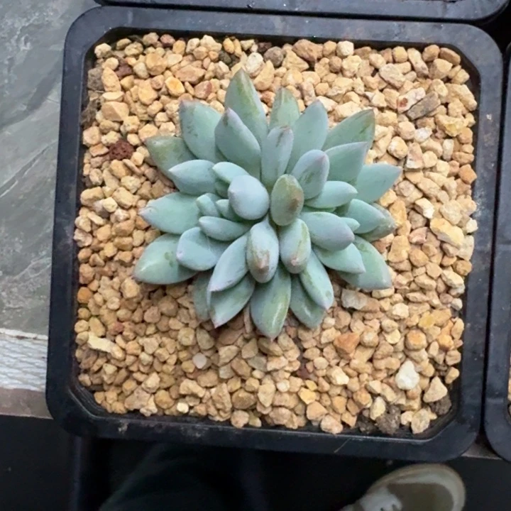 人鱼公主 双头 一物一拍