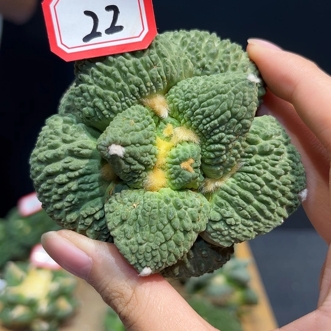 22号8cm自根宽尤牛舌哥斯拉牡丹