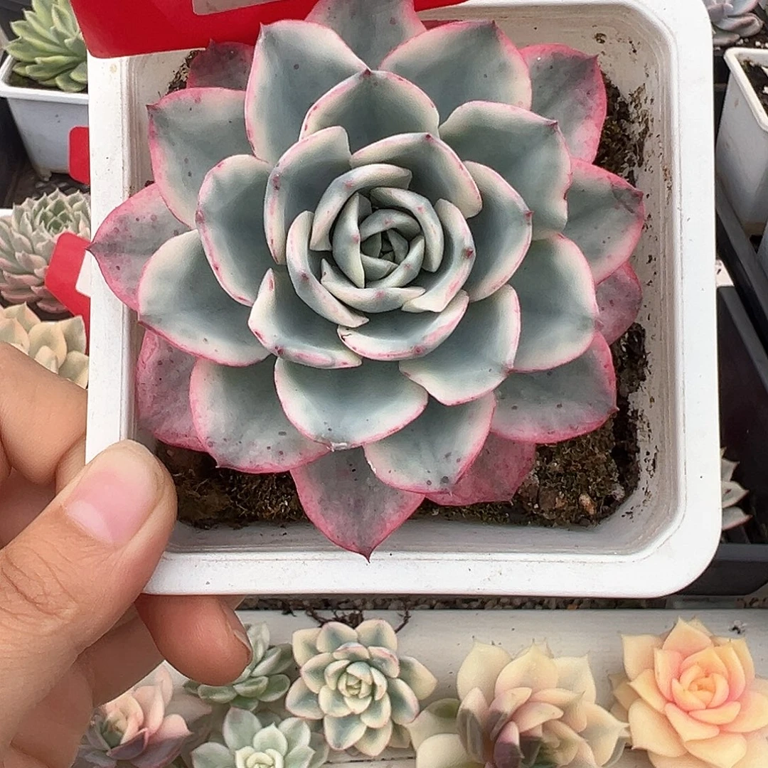 21号奶油黄桃锦多肉植物