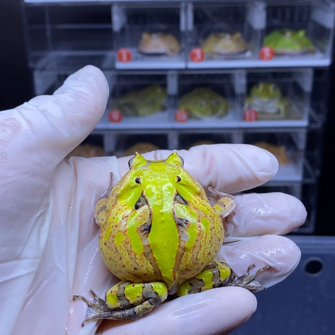 角蛙霸王角蛙闪购链接