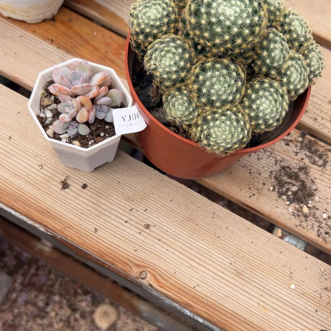 施***鱼1987花盆yj008肉肉肉