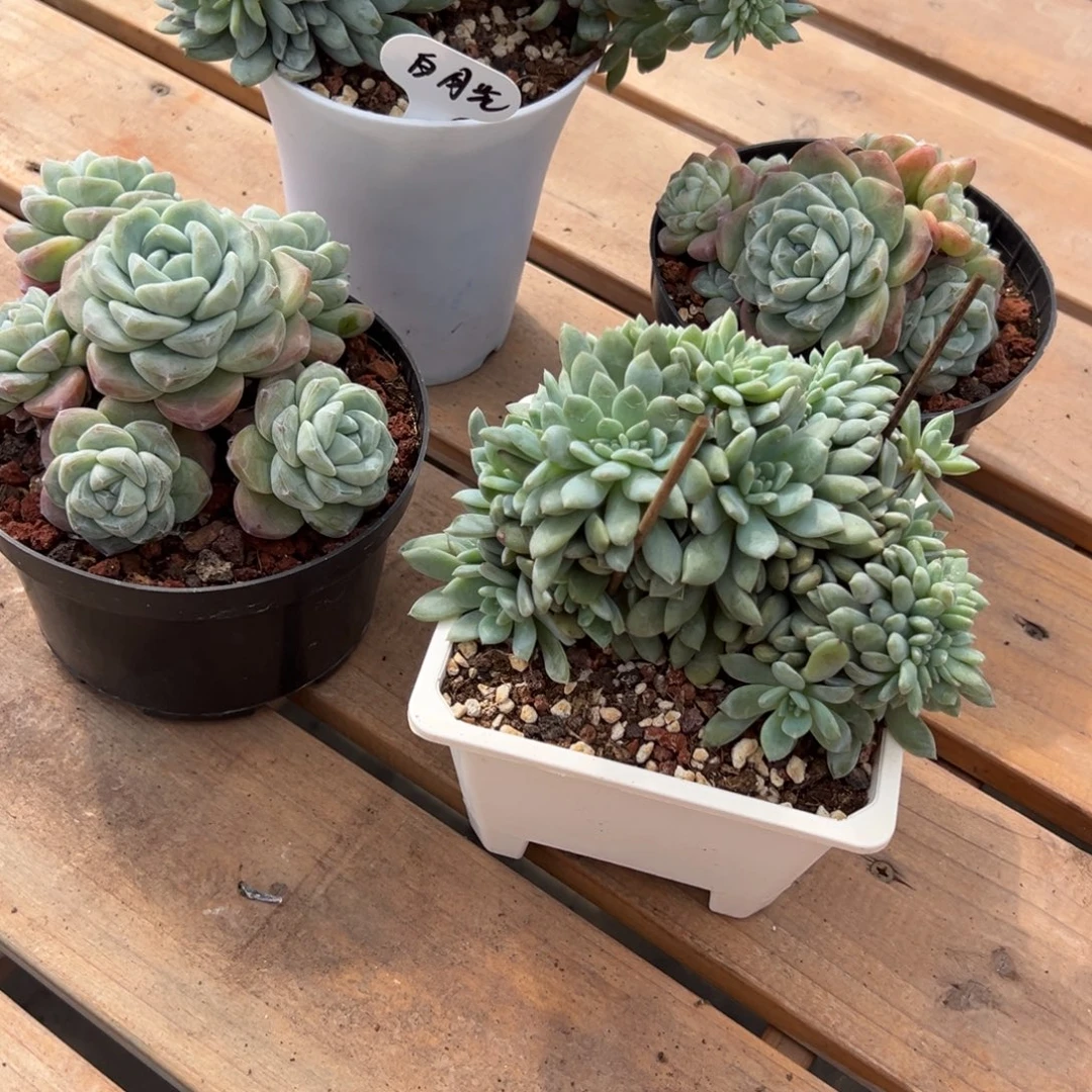 T***L梦露缀两颗冰玉两颗