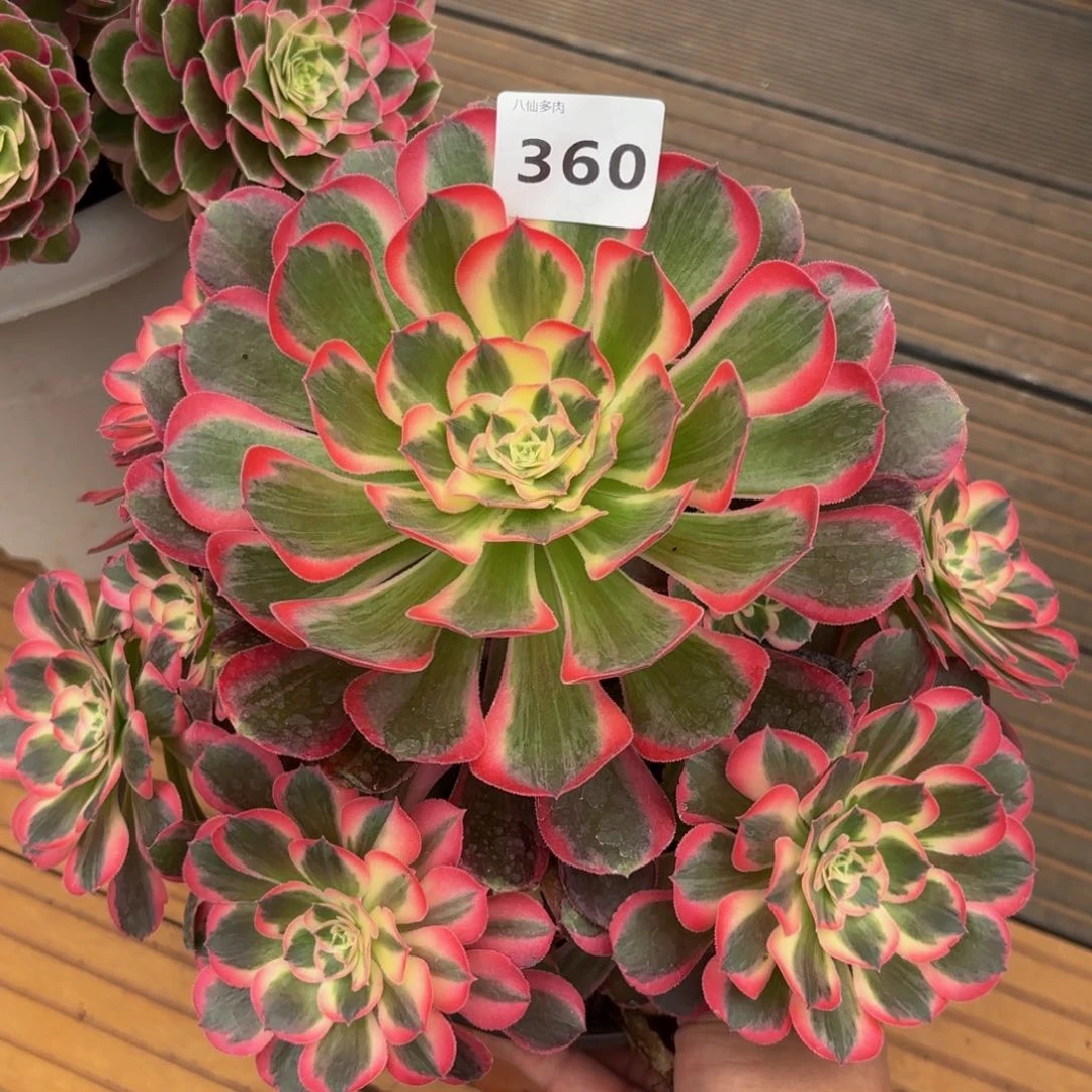 360多肉植物男神