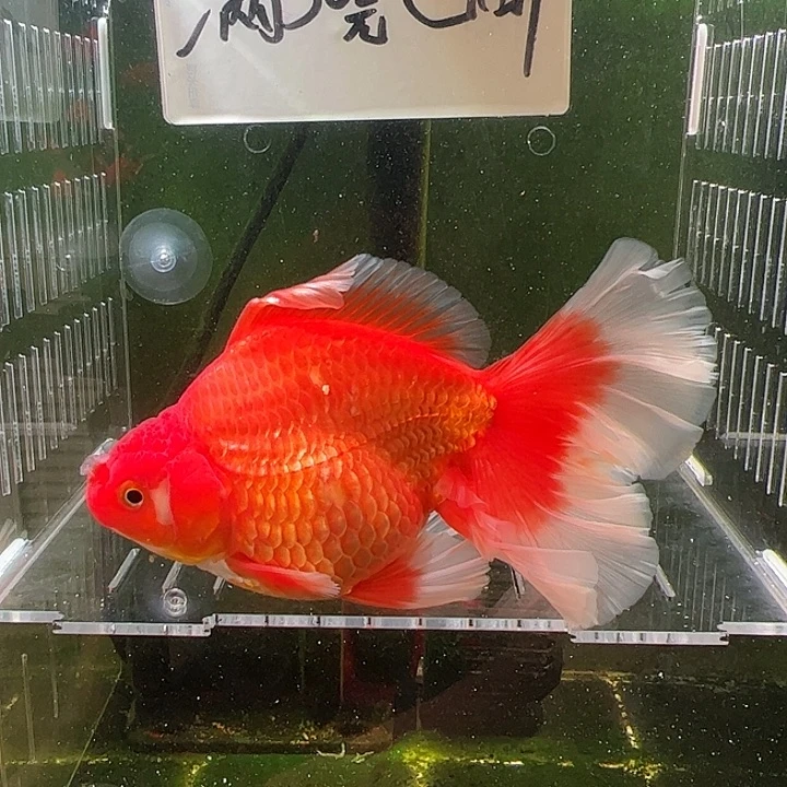金鱼百褶泰狮压成7
