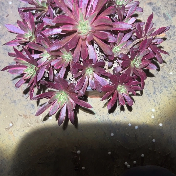 一单包邮不包侧枝22