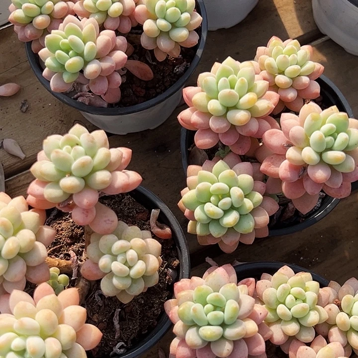 泡泡酱          福利多多