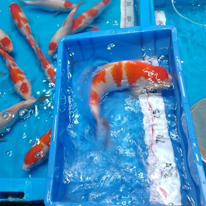 海水鱼顺丰包邮开箱包活1